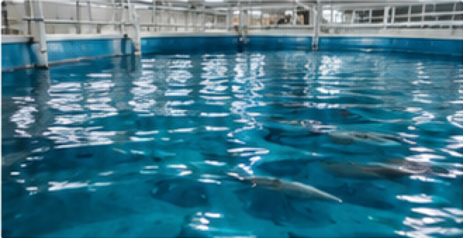 陸上養殖施設の水槽